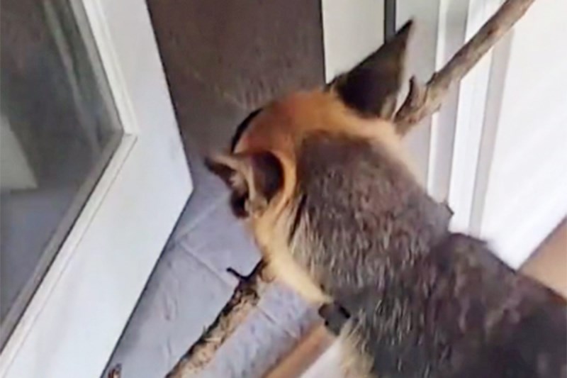 Watch This Dog Enter Her House With a Big Stick. It Did Not Go Well