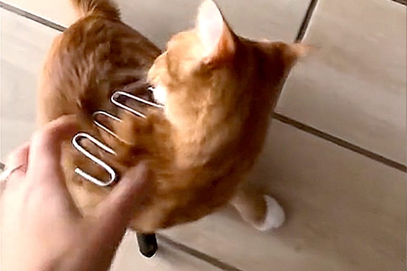 Cat Gets Himself Stuck in a Potato Masher in the Way That Only a Cat Could Do