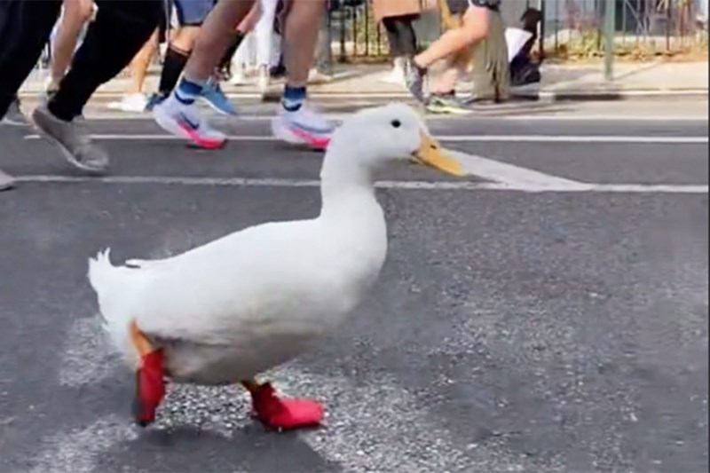 Wrinkle the Duck Running in the New York City Marathon Might Be the Cutest Thing We’ve Ever Seen