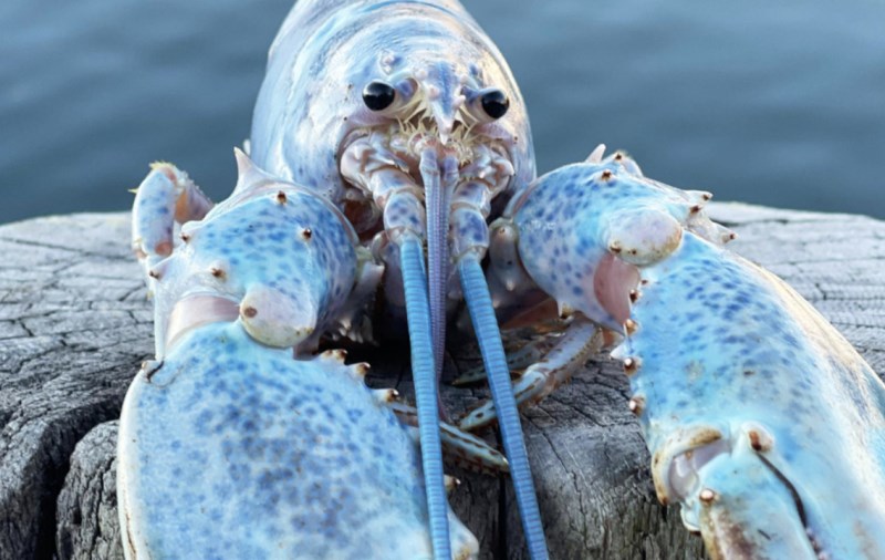 ‘1-in-100 Million’ Cotton Candy Lobster Caught in Maine Finds a Home at New England Ocean Center