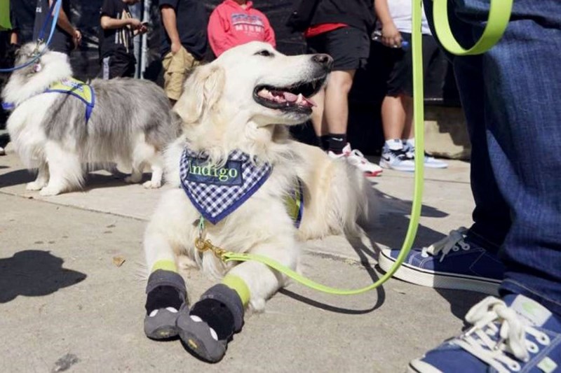 ‘They Are Here for You’: How Therapy Dogs Comforted Survivors of the Astroworld Tragedy