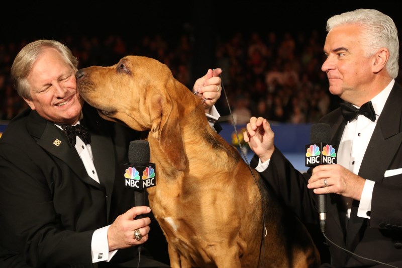 2022 National Dog Show: How to Watch the Thanksgiving Tradition