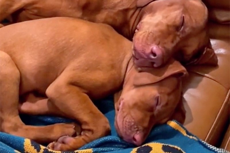 Watch How Excited This Vizsla Gets As She Plays With a Vizsla Puppy For the First Time