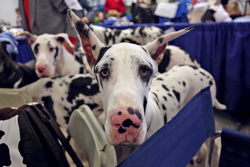 The 5 Best Dog Names at the 2021 National Dog Show and the Stories Behind Them