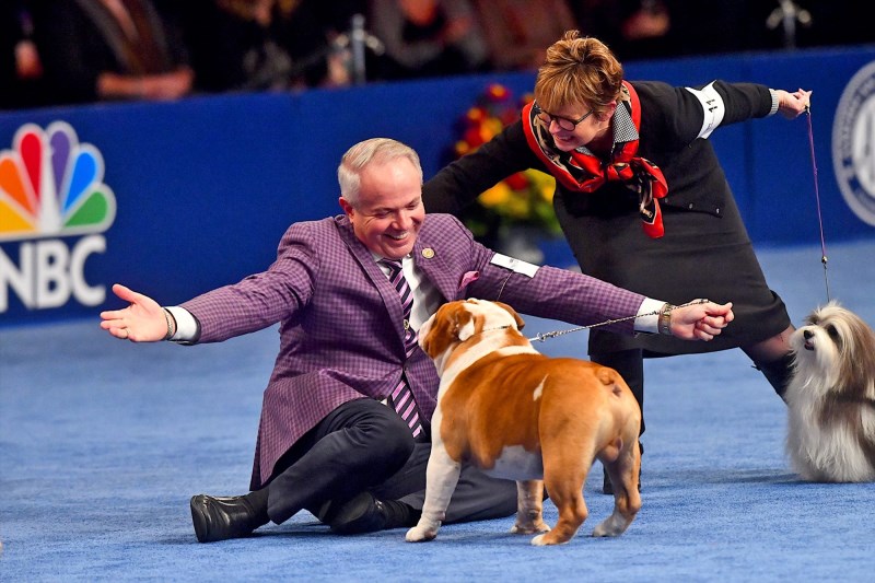 National Dog Show 2021: The 5 Things That Make Successful Show Dogs