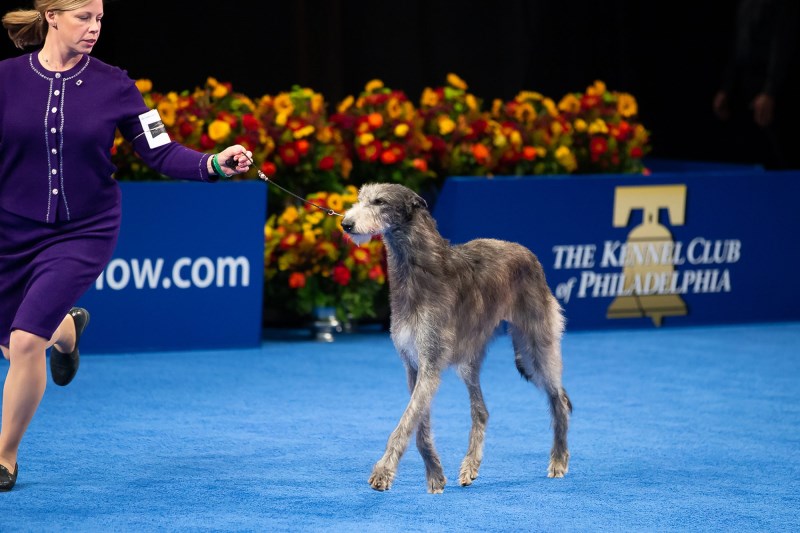 National Dog Show 2021 Winner: It’s Claire the Scottish Deerhound—Again!