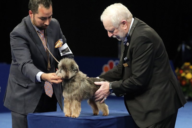 ‘The Cream of the Crop’: How the National Dog Show’s Top Judge Evaluates Dogs in the Best in Show Ring