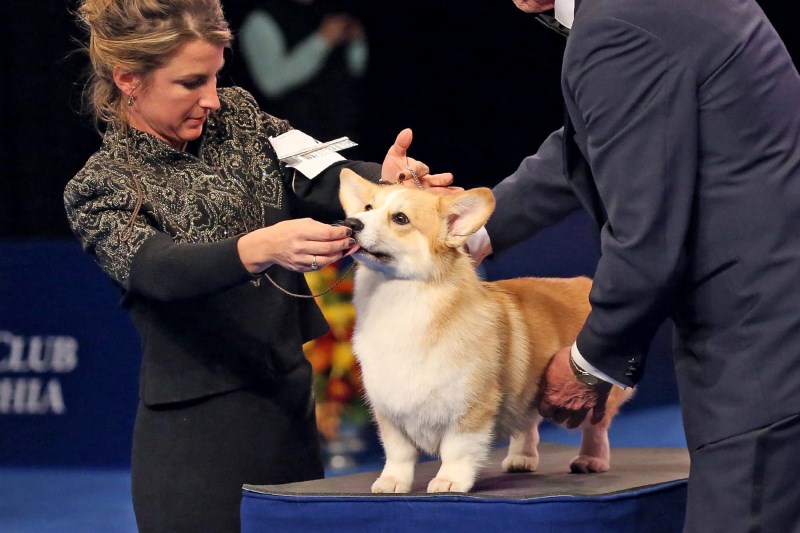 Jerky, Veggies, and Hebrew National Hot Dogs: What National Dog Show Handlers Feed Their Pups in the Ring