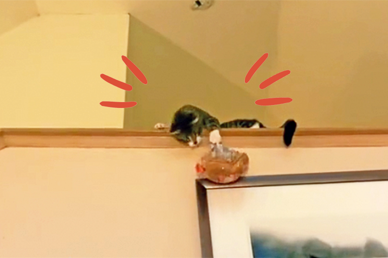 Watch This Talented TikTok Cat Catch Literally Everything That Comes His Way