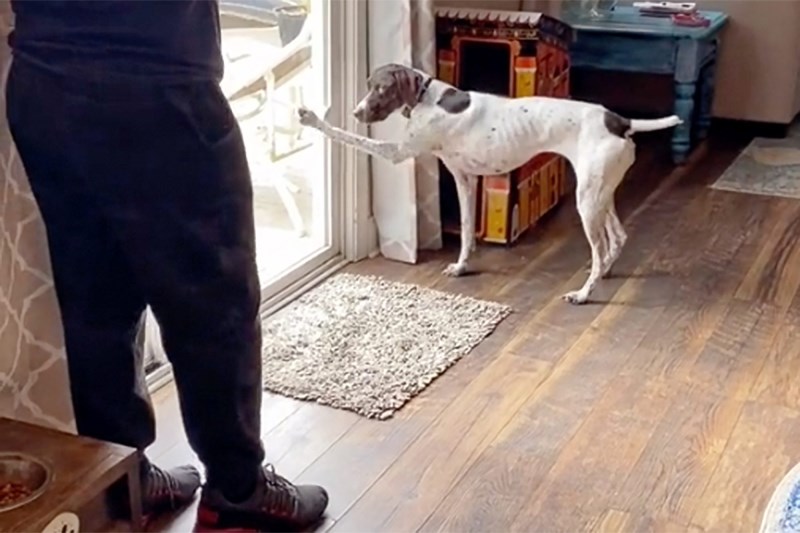 Watch This Very Clever German Shorthaired Pointer Trick Her Owner to Snag Her Brother’s Food