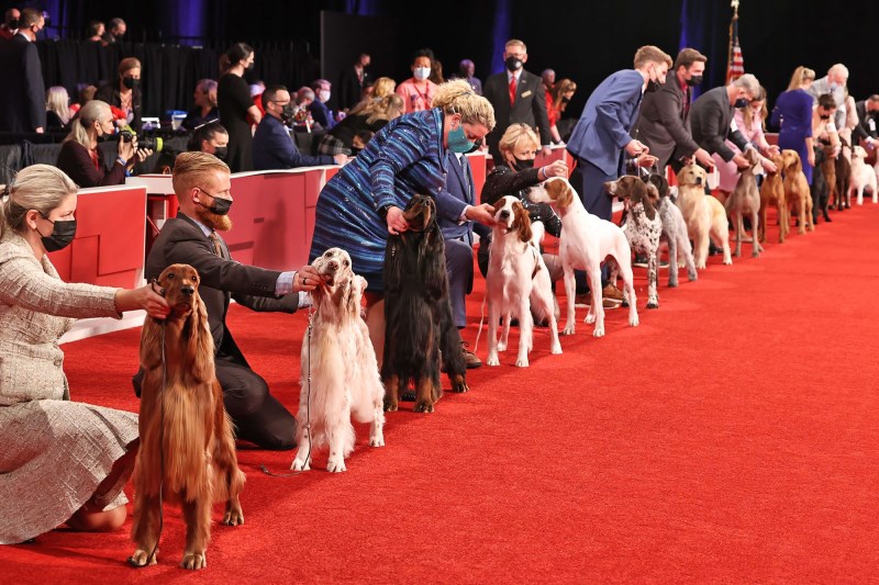 Happy New Year: How To Watch the 2022 AKC National Championship Dog Show