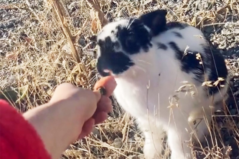 Viral Video Shows Woman Spending Days in the Cold Trying to Rescue an Abandoned Rabbit