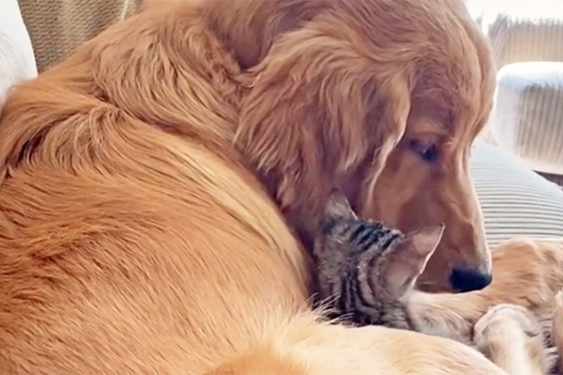 Watch This Kitten Abandon Their Human for Some Sweet, Warm Golden Retriever Cuddles