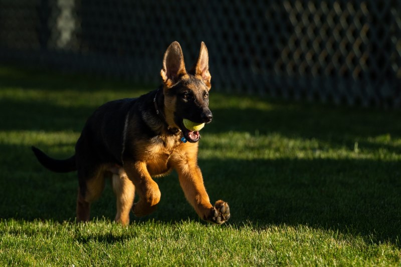 President Joe Biden Gets a New Puppy Named Commander; Rescue Dog Major Rehomed