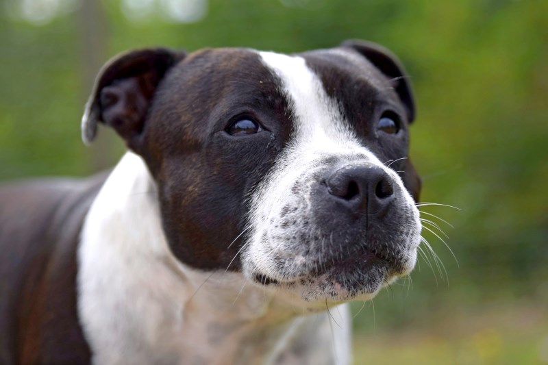 Watch This Kentucky Tornado Survivor’s Joyous Reunion With Her Lost Dog: ‘I Love You So Much!’