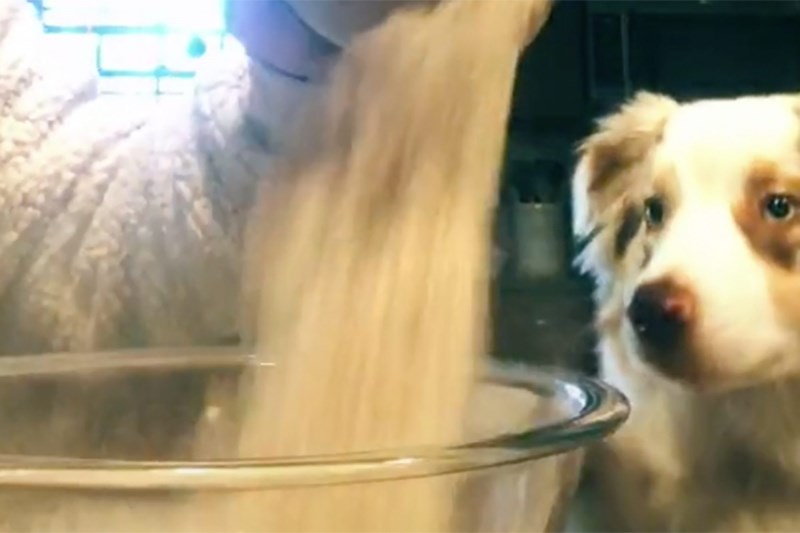 Watch This Aussie Help Make Dog-Friendly Gingerbread Cookies and Then Make Some Yourself