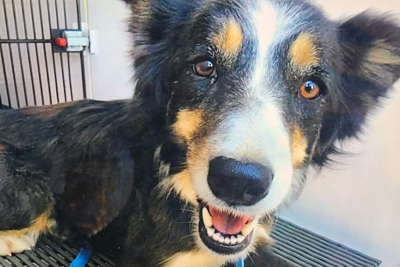 How Colorado Rescuers Saved Jessie Lee, the Dog Stranded on a Cliff 150 Feet Above a Creek