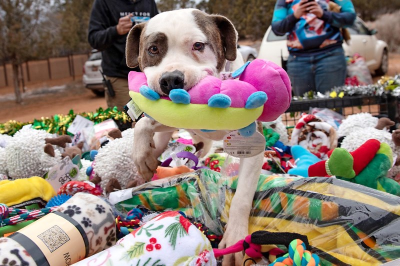 Watch These Shelter Dogs Pick Out Presents From a Sleigh Full of Toys For an Extra Helping of Holiday Cheer