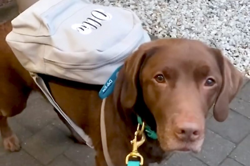 Watching Ollie the Dog Pack His Backpack and Take Himself on a Field Trip Is Too Dang Cute