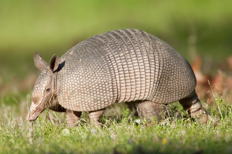 Juanita, the Cincinnati Zoo’s Adorable Napping Armadillo, Shows Us How to Treat Our New Year’s Resolutions