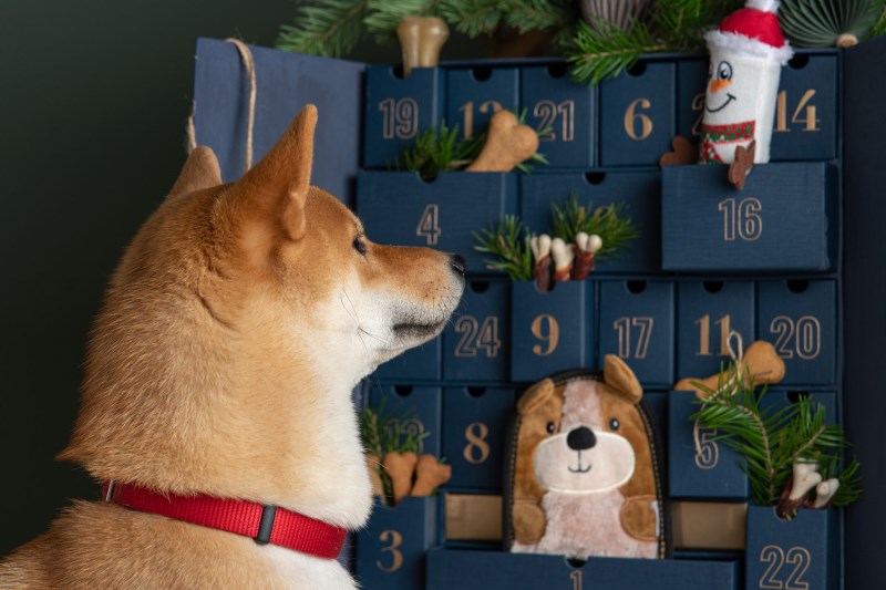 Still Have Your Pet’s Advent Calendars? Make Sure They Haven’t Been Recalled