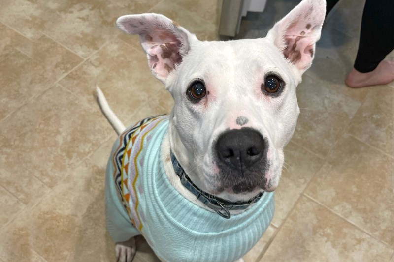 After 240 Days, Xyla the Deaf Dog Found Her Forever Home After ‘Immediate Love at First Sight’