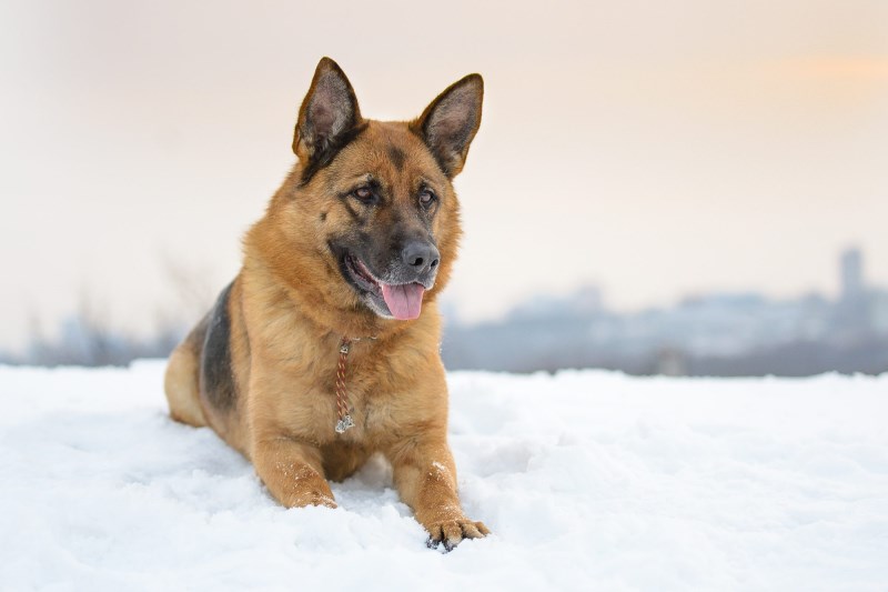 Watch As This German Shepherd Rambunctiously Plays With Her Favorite Toy—a Big Snowball