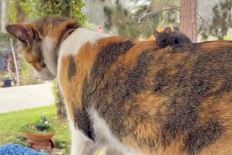 How on Earth Was This Mouse Caught Riding a Cat’s Back?