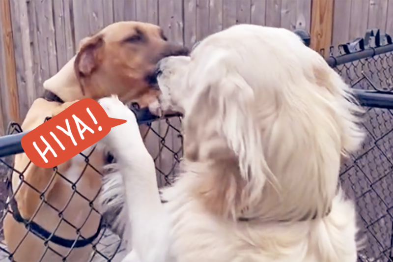 This Golden and His Rhodesian Ridgeback Girlfriend Have the Cutest, Nuzzle-Filled Greeting on TikTok