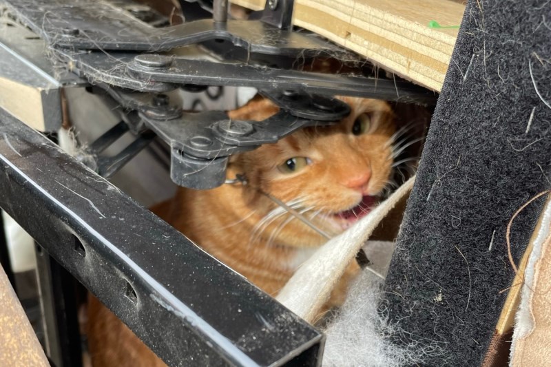 A Colorado Family Was Moving and Couldn’t Find Its Cat—She Was Stuck in a Recliner at a Thrift Store