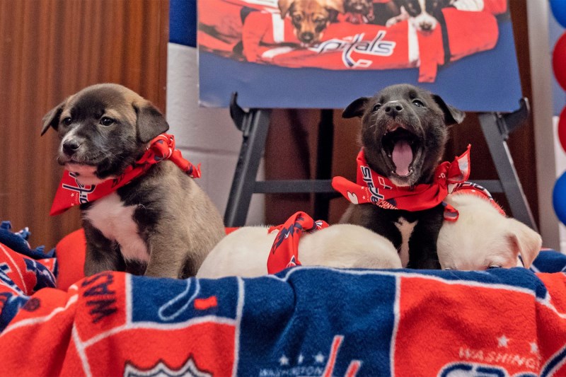 Watch These Hockey Players Carry Some Stupidly Cute Puppies For a Good Cause