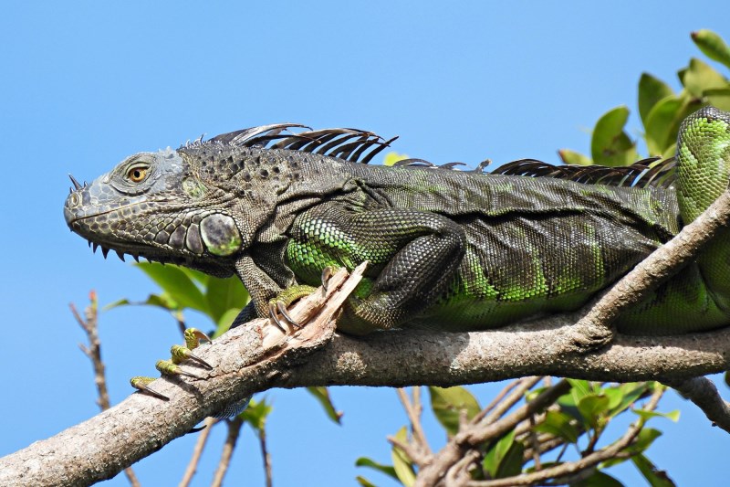 Why Are Iguanas Falling From Trees in Florida?