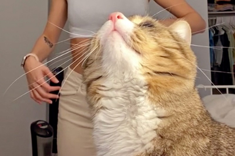 Watch Peanut the Cat Completely Highjack His Owner’s Hilarious TikTok