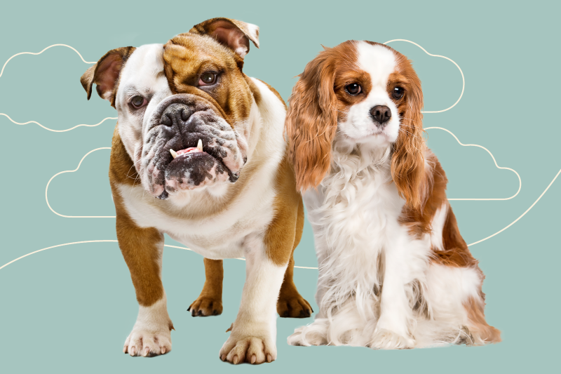 Norway Bans Breeding English Bulldogs and Cavalier King Charles Spaniels in Court Ruling