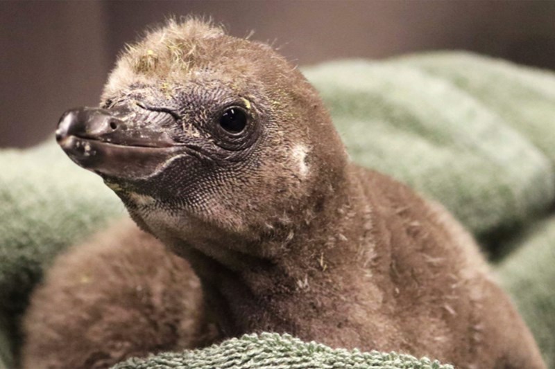 ‘Exemplary’ Penguin Foster Dads Lima and Elmer Hatch Healthy Chick at Syracuse Zoo