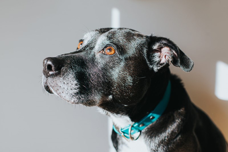 Clever Canine: This Injured South African Dog Found His Way to an Animal Hospital All By Himself