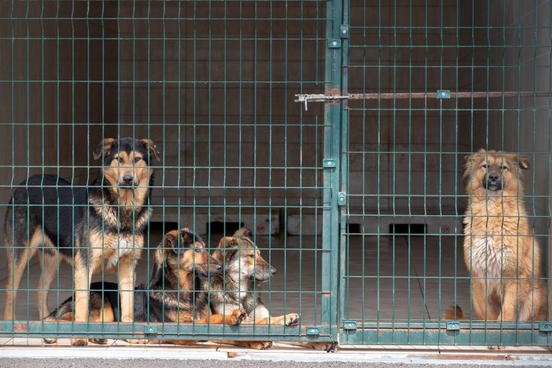 U.S. Animal Shelters Are Under More Pressure Than Ever. Here Are 6 Ways You Can Help