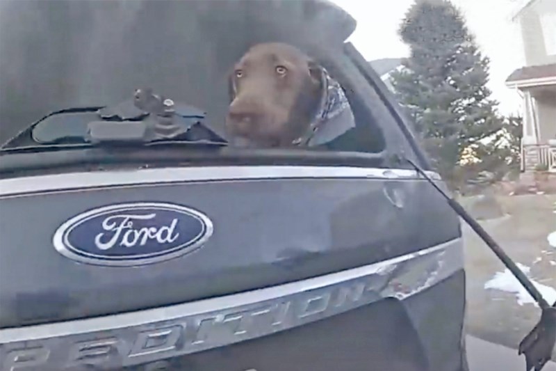 Watch This Colorado Deputy Smash Open Windows to Rescue a Dog From a Burning Car