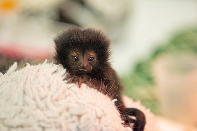 The Houston Zoo Is Hand-Raising Tiny Monkey, Named After Betty White, to Increase Her Chances of Survival