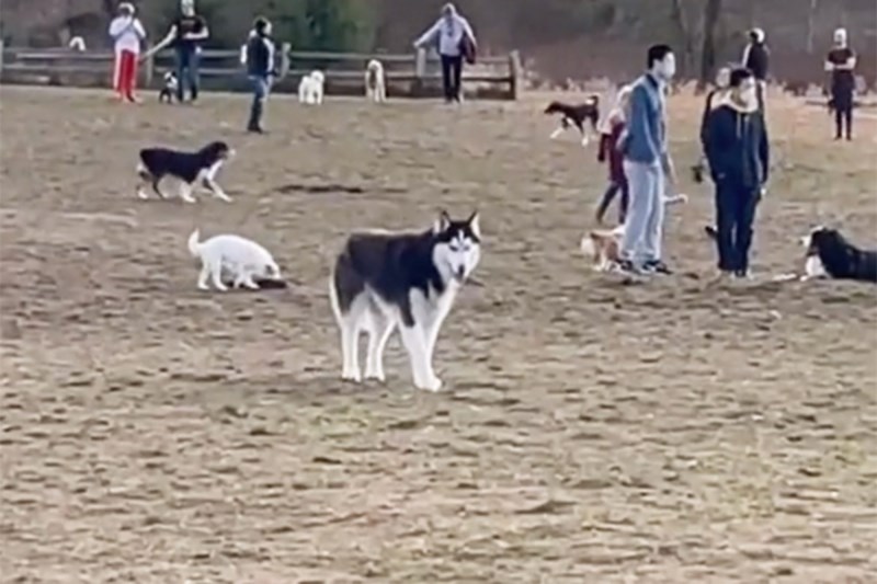 Watch: This Husky Has Absolutely No Interest in Leaving the Dog Park and It’s So Funny