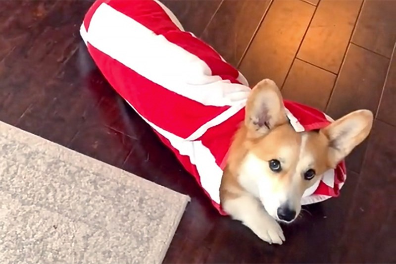 Watch This Corgi Turn Himself into a Very Furry, But Very Cute, Burrito