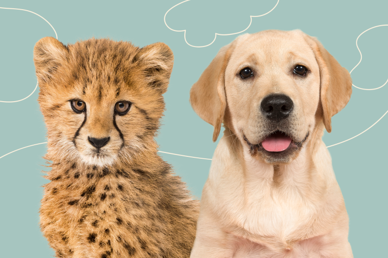 Instead of Growing up Alone, This Adorable Young Cheetah Befriended a Labrador Retriever Puppy