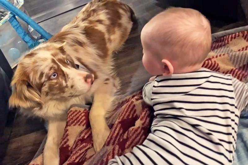 How a Baby’s Cries Reunited a Virginia Family With Their Missing Australian Shepherd Puppy