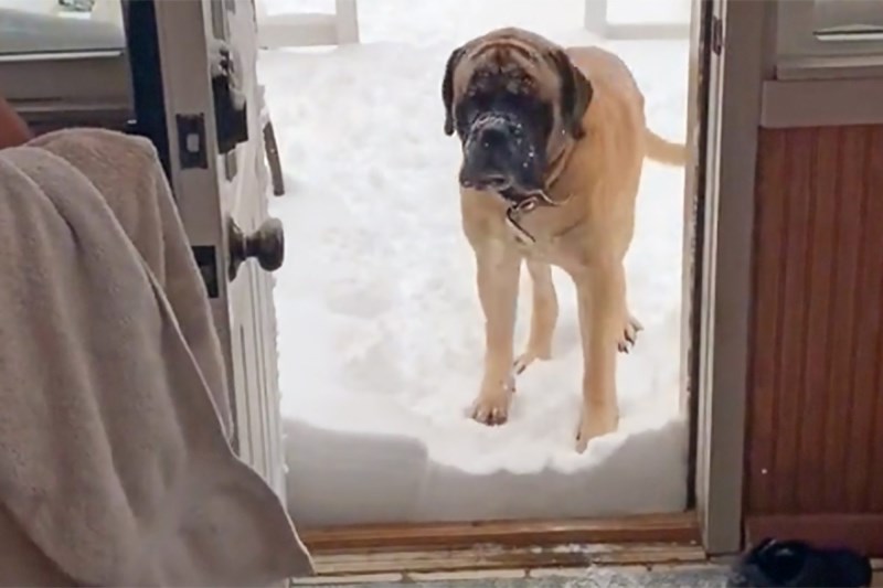 Watch This English Mastiff Heroically Refuse to Go Inside Until 3 Inches of Snow in the Door Is Cleared