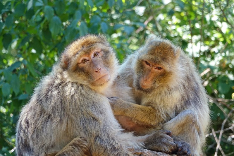 Watch This Singer Perform Marvin Gaye’s ‘Let’s Get It On’ to Encourage Monkeys to Mate