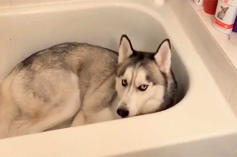 This Husky’s Downright Refusal to Leave His Prized Bathtub Is Actually Inspiring