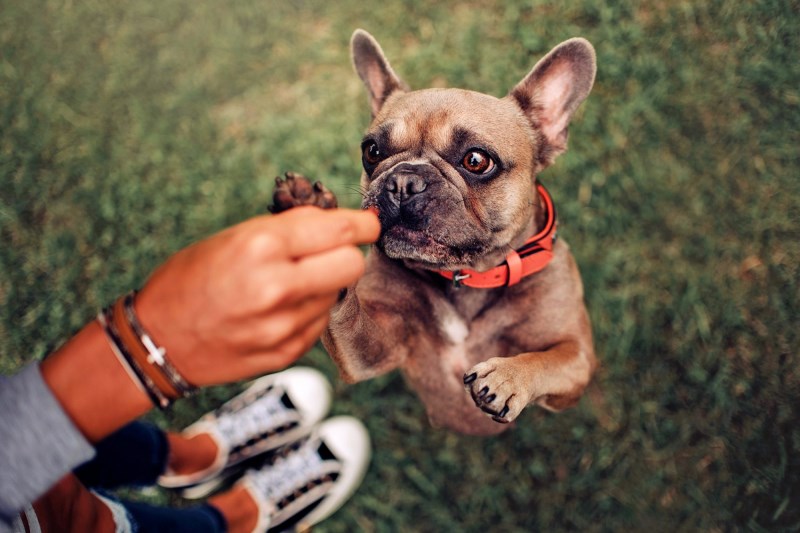 Dog Gone Dog Treats Tainted with Salmonella, Authorities Urge Customers to Throw Product Out