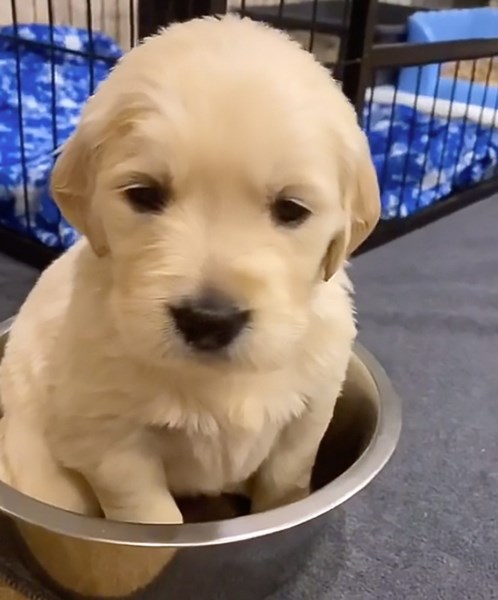 Cuteness Overload: Look at This Tiny Golden Retriever Puppy Sitting in a Bowl