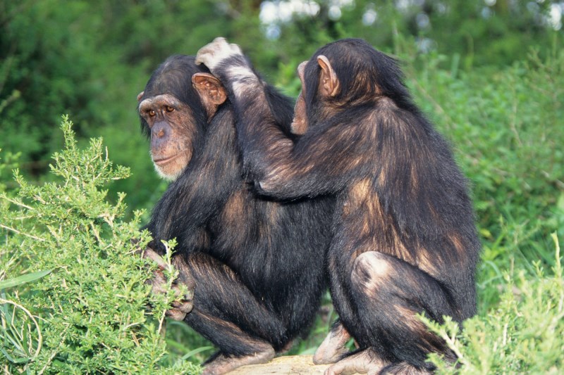 ‘It Takes a Lot of Trust’: We Could Learn Some Empathy From These Chimpanzees Treating Each Other’s Wounds