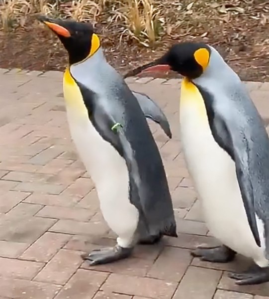 Watch These King Penguins Willfully Waddle Around the Cincinnati Zoo in a Penguin Parade